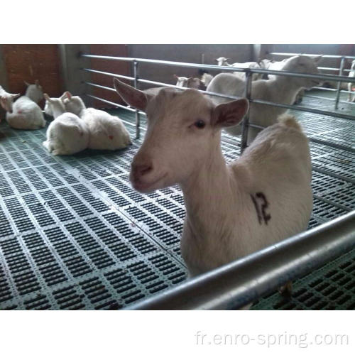 Plancher à lattes en plastique à la ferme de chèvre